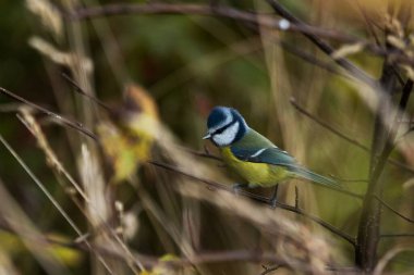 A small vibrant European bird Blue tit, Cyanistes caeruleus searching for food in autumn shrubs in Estonia.