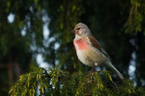 Evropské Letní Pták Obecný Linnet Carduelis Cannabina Zahradě Jako Pomocník — Stock fotografie