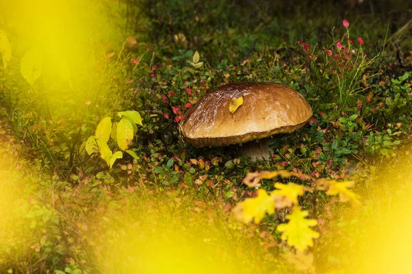 Large Mature Boletus Mushroom Boreal Forest Vibrant Autumn Foliage Estonia — Stock Photo, Image