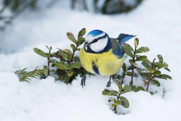Closeup Small Colorful European Songbird Blue Tit Cyanistes Caeruleus Snowy — Stock Fotó