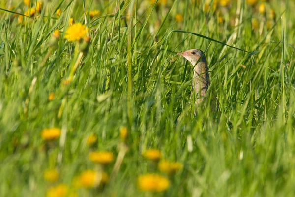 Corn Crake Crex Crex Tall Lush Green Grass Wild Meadow — Stock Photo, Image