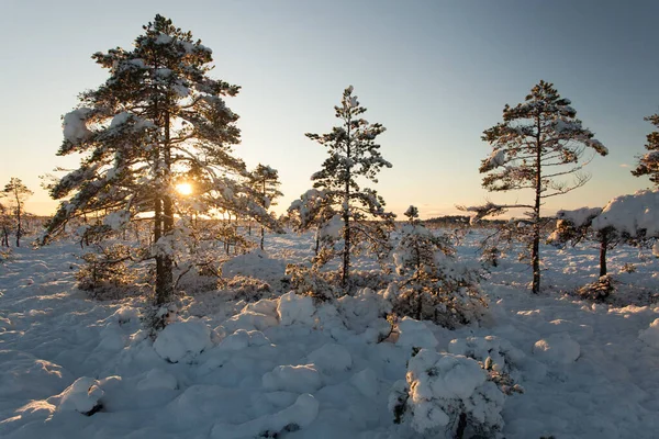 Pequeños Pinos Pantano Invernal Cubierto Con Manta Blanca Nieve Estonia — Foto de Stock