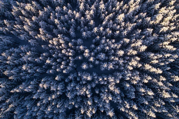 북부에 에스토니아의 자연계에 서리가 내리는 소나무와 가문비나무가 겨울의 경이로운 — 스톡 사진