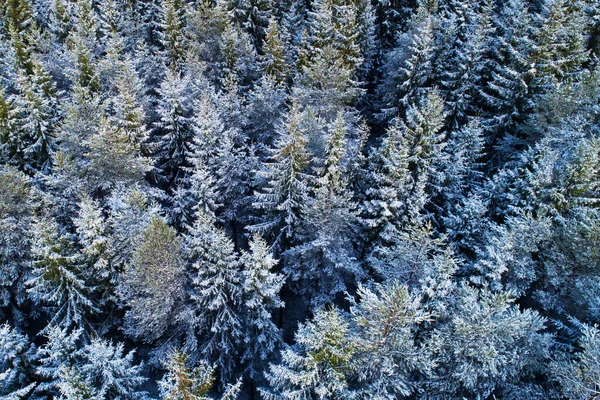 Uma Vista Aérea Sobre Maravilhas Inverno Floresta Coníferas Boreais Nevadas — Fotografia de Stock