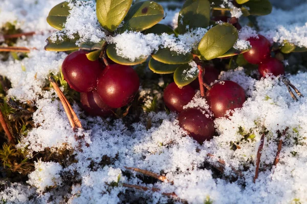 Ripe Lingonberries Vaccinium Vitis Idaea Northern Delicacy Snow Estonian Nature — Stockfoto