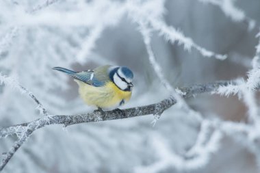Blue tit, Cyanistes caeruleus perched on a frosty branch in winter forest in Estonia, Northern Europe.