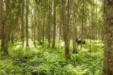 Estonya doğası, Kuzey Avrupa 'da güneşli bir günde vahşi nemli yaz mevsimi yeşilliği.