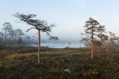 Bir yaz sabahı Estonya sulak arazisinde iki küçük çam ağacı..