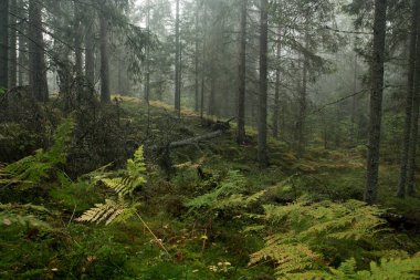 Sıkıcı ve sisli bir sonbahar sabahı kozalaklı bir ormanda eğreltiotu, Estonya doğası.