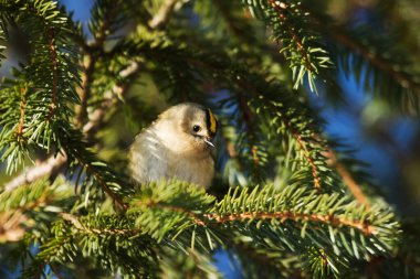 Meraklı bir Goldcrest olan Regulus Regulus, Avrupa 'nın en küçük kuşu olarak bir ladin dalına tünemişti..