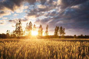 Yazın Estonya kırsalındaki olgun bir altın ekin tarlasının parlak bir günbatımı..