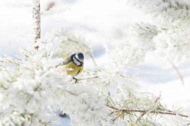 A small Blue tit, Cyanistes caeruleus in the middle of winter wonderland during a morning frost in boreal Estonian forest, Northern Europe.