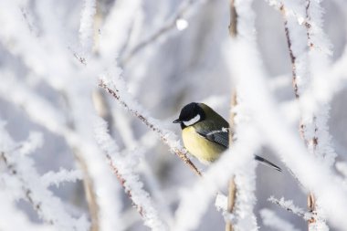 European winter bird Great tit, Parus major, in a frosty forest during a cold and white winter day in Estonian nature, Northern Europe.