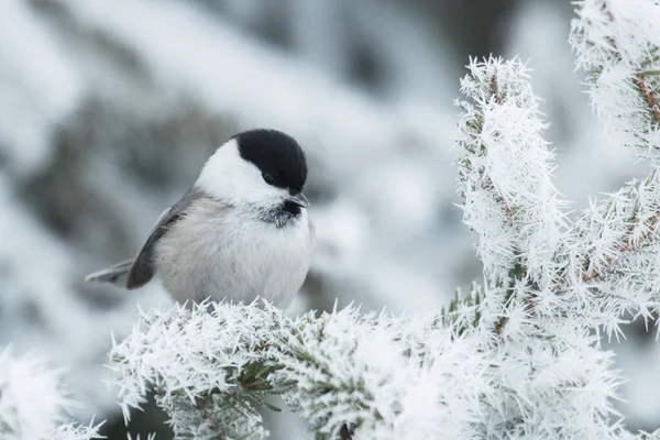 Portrait Small European Northen Winter Songbird Willow Tit Poecile Montanus — Stockfoto