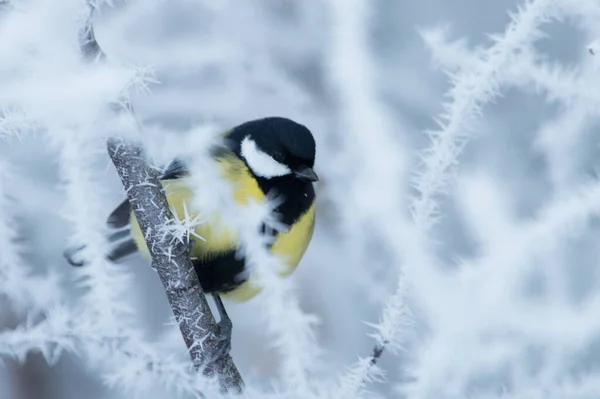 Great Tit Parus Major Frosty Cold Morning Wintery Boreal Forest —  Fotos de Stock