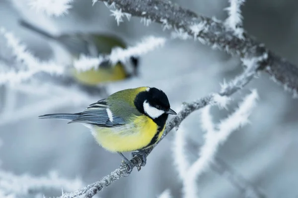 Great Tit Parus Major Frosty Cold Morning Wintery Boreal Forest —  Fotos de Stock