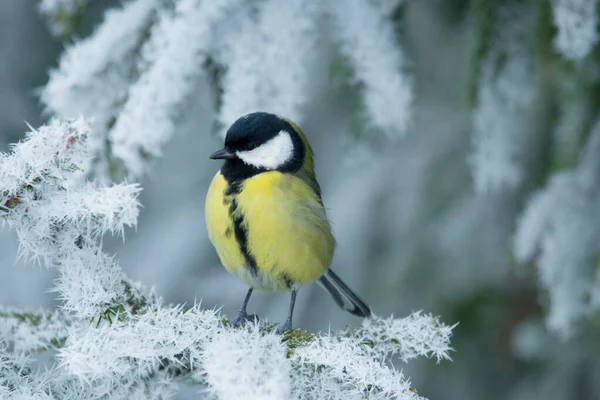 Great Tit Parus Major Frosty Cold Morning Wintery Boreal Forest — Stock Fotó