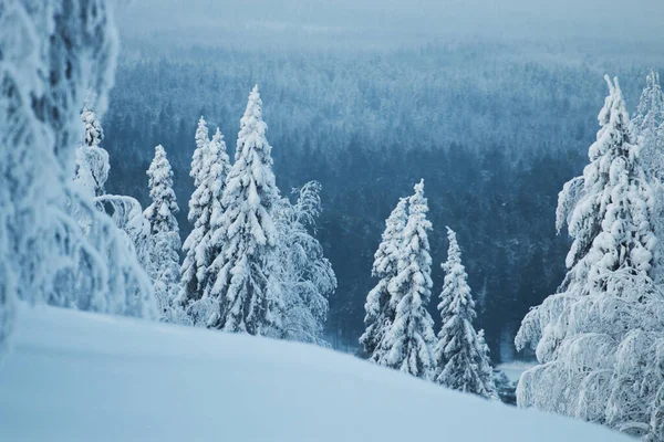 Neve Pesada Cobriu Árvores Abeto País Das Maravilhas Inverno Frio — Fotografia de Stock