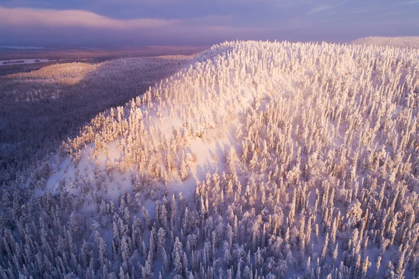 Neve Pesada Cobriu Árvores Abeto País Das Maravilhas Inverno Frio — Fotografia de Stock