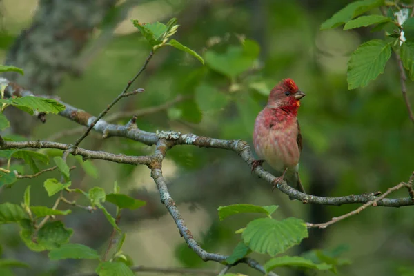 Common Rosefinch Carpodacus Erythrinus Perched Spring Day Estonian Countryside — Stock Photo, Image