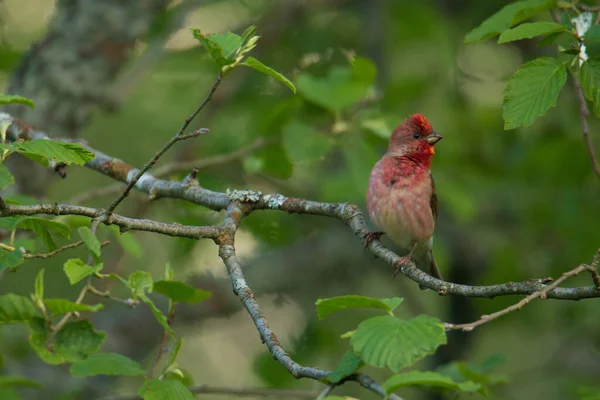 Gemeiner Rosenfink Carpodacus Erythrinus Der Einem Frühlingstag Der Landschaft Estlands — Stockfoto