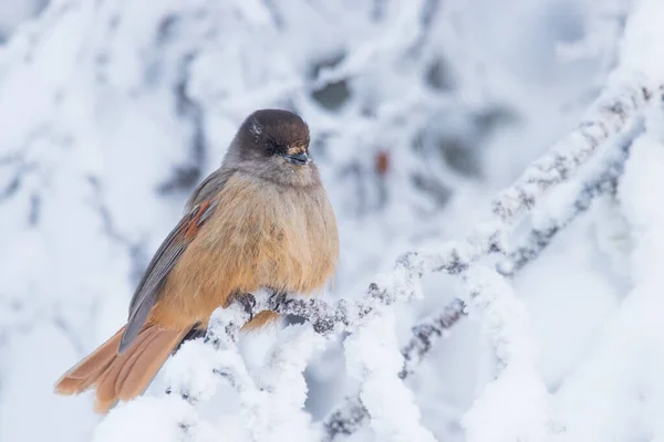 Beautiful Cute Finnish Bird Siberian Jay Perisoreus Infaustus Snowy Branch — Stockfoto