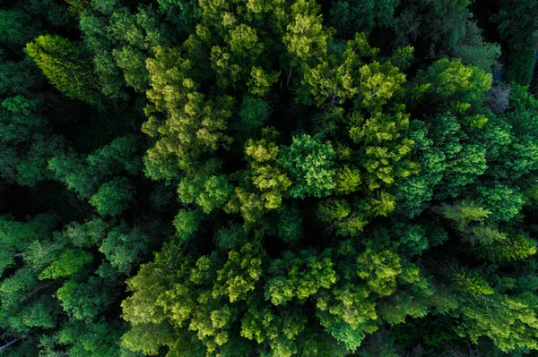 Aerial Lush Summery Mixed Boreal Forest Estonian Nature Northern Europe — Stockfoto