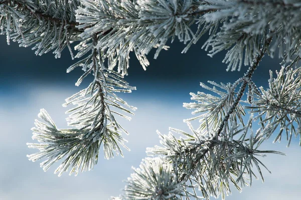 Frosty Pine Branch Cold Wintery Morning Estonian Coniferous Forest — Stockfoto