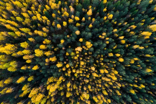 Aerial View Natural Birch Spruce Boreal Forest Autumn Foliage Estonian — Stockfoto