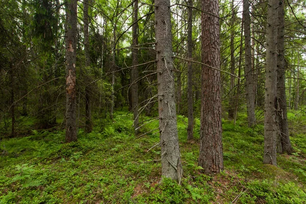 Groen Weelderig Oud Groeiboreaal Bos Estse Natuur — Stockfoto