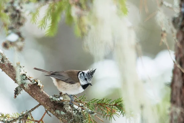 Songbird European Crested Tit Lophophanes Cristatus Wintery Forest Estonian Nature — Stockfoto