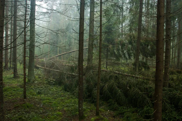 Gevallen Sparren Bomen Een Mistig Naaldbos Estland — Stockfoto