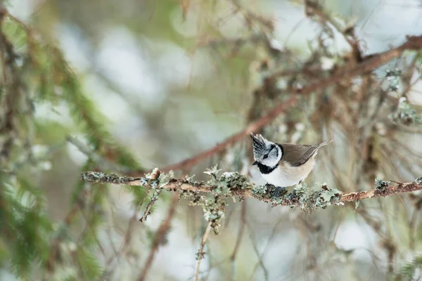 Songbird European Crested Tit Lophophanes Cristatus Wintery Forest Estonian Nature — 图库照片