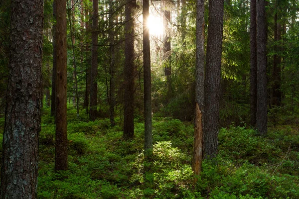 Όμορφο Καλοκαιρινό Αρκτικό Κωνοφόρο Δάσος Στην Εσθονία Κατά Διάρκεια Μιας — Φωτογραφία Αρχείου