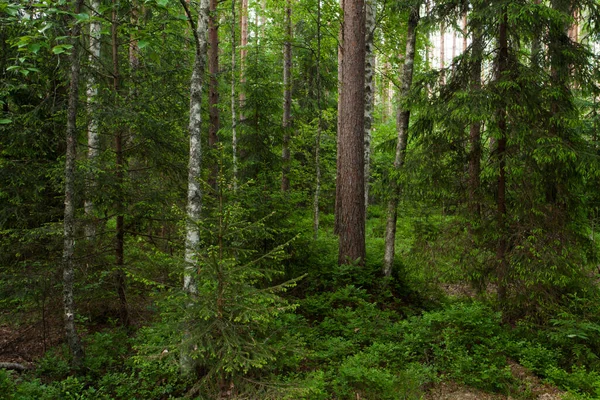 Bella Foresta Boreale Estiva Conifere Estonia Durante Una Bella Serata — Foto Stock
