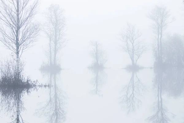 Soomaa National Park Autumnal Flood Also Known Fifth Season Foggy — Stock Photo, Image