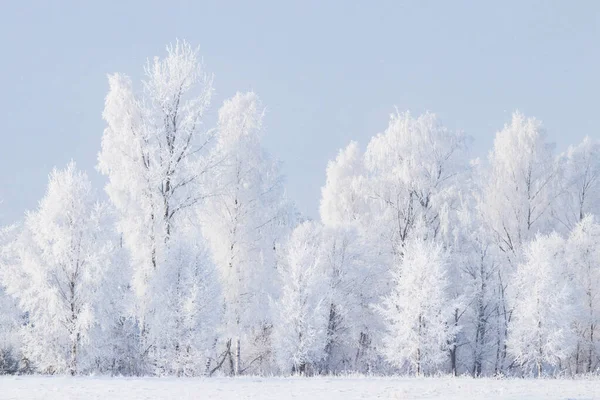 Estonya 'nın kışın kırsalında, Kuzey Avrupa' da don kaplı ağaçlarla soğuk bir sabah.