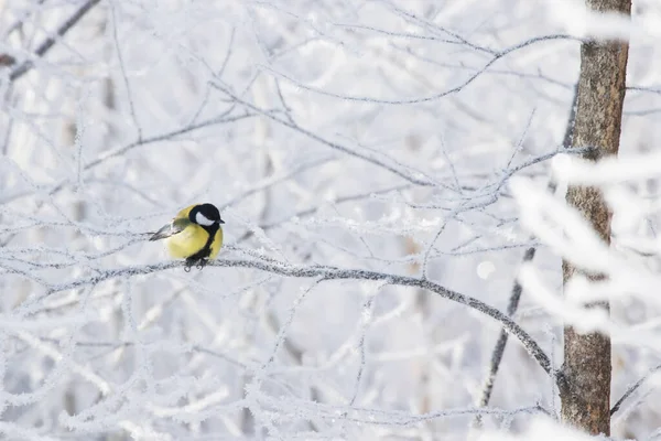 European Winter Bird Great Tit Parus Major Frosty Forest Cold — Stok fotoğraf