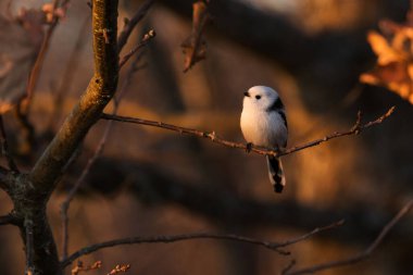 Small and cute Long-tailed tit, Aegithalos caudatus during a beautiful orange sunset light on an autumn evening in Estonian nature