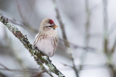 A curious small European songbird Common Redpoll, Acanthis flammea perching during a snowy day in Estonian nature. clipart