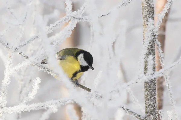 European Winter Bird Great Tit Parus Major Frosty Forest Cold — Stok fotoğraf
