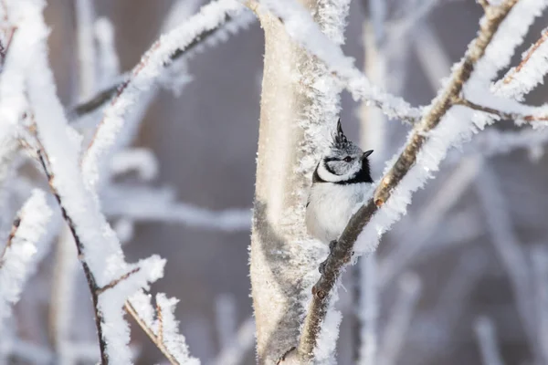Птица Европейская Хвойная Lophophanes Cristatus Зимнем Лесу Эстонской Природе — стоковое фото
