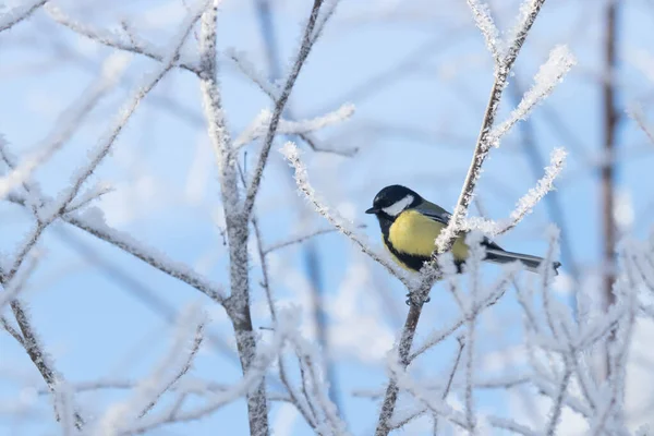 European Winter Bird Great Tit Parus Major Frosty Forest Cold — Stok fotoğraf