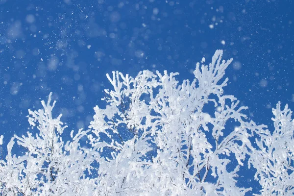 Frost Flying Trees Windy Cold Morning Estonian Nature — Stockfoto