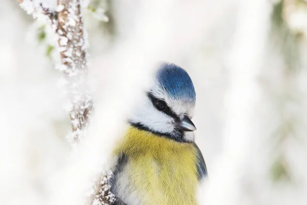 Portrait European Winter Bird Blue Tit Cyanistes Caeruleus Snowy Frosty — Stock Fotó