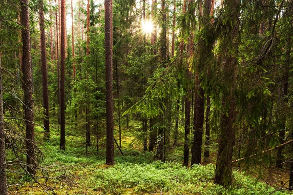 Bella Foresta Boreale Estiva Conifere Estonia Durante Una Bella Serata — Foto Stock