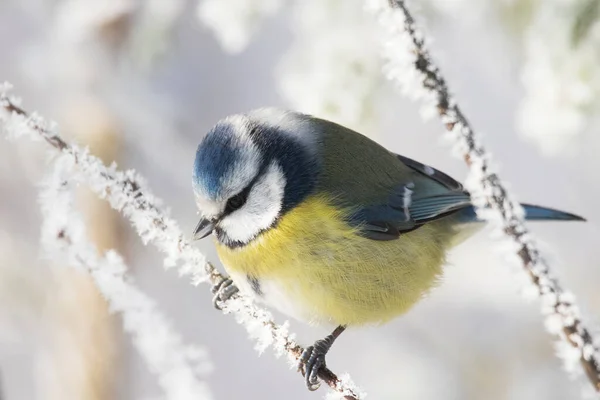 Portrait European Winter Bird Blue Tit Cyanistes Caeruleus Snowy Frosty — Stock Fotó