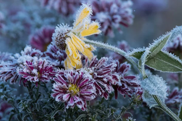 Colorful Frosty Garden Flowers First Cold Night Autumn — Stockfoto