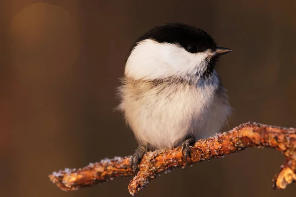 Portrait Small European Northen Winter Songbird Willow Tit Poecile Montanus — Stock Photo, Image