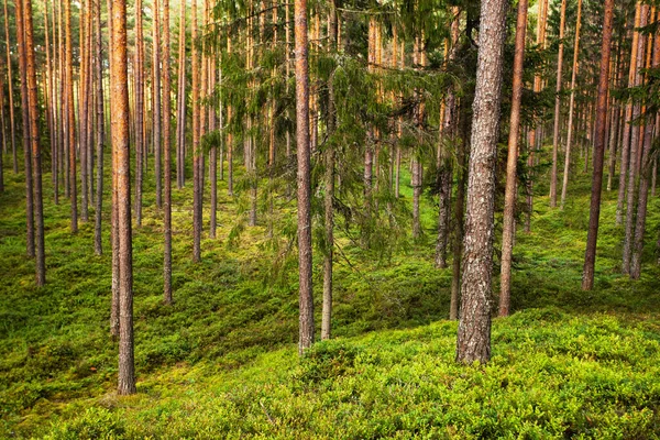 Όμορφο Καλοκαιρινό Ηλιόλουστο Καταπράσινο Κωνοφόρο Πευκοδάσος Στην Εσθονική Φύση Βόρεια — Φωτογραφία Αρχείου